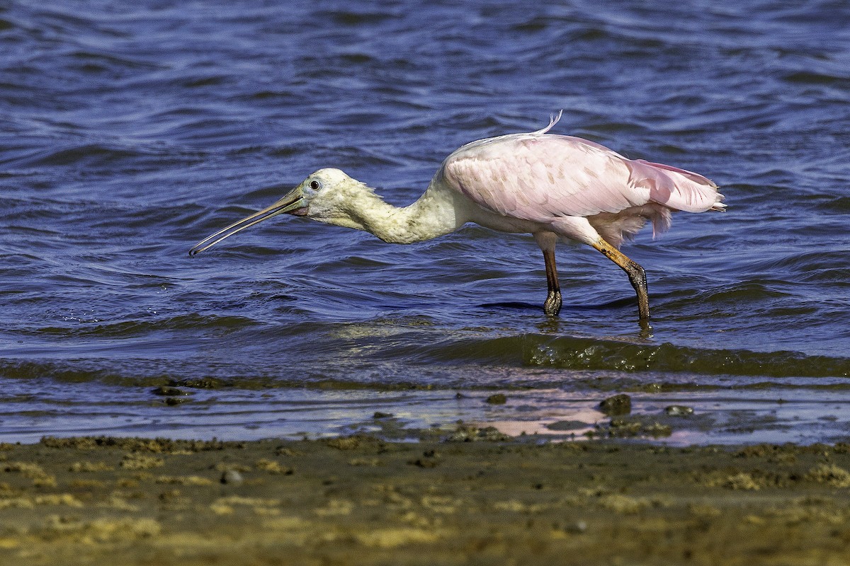 Roseate Spoonbill - ML644224138