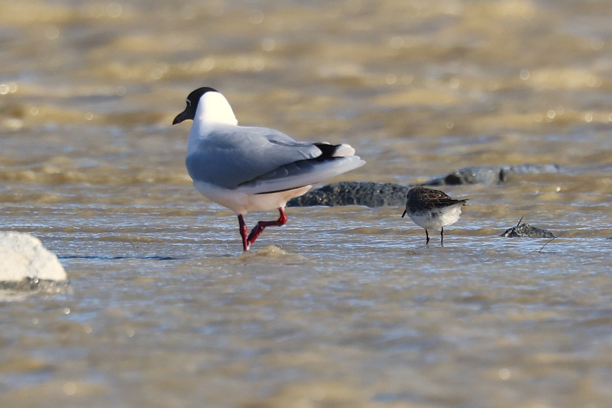 Brown-hooded Gull - ML644224139