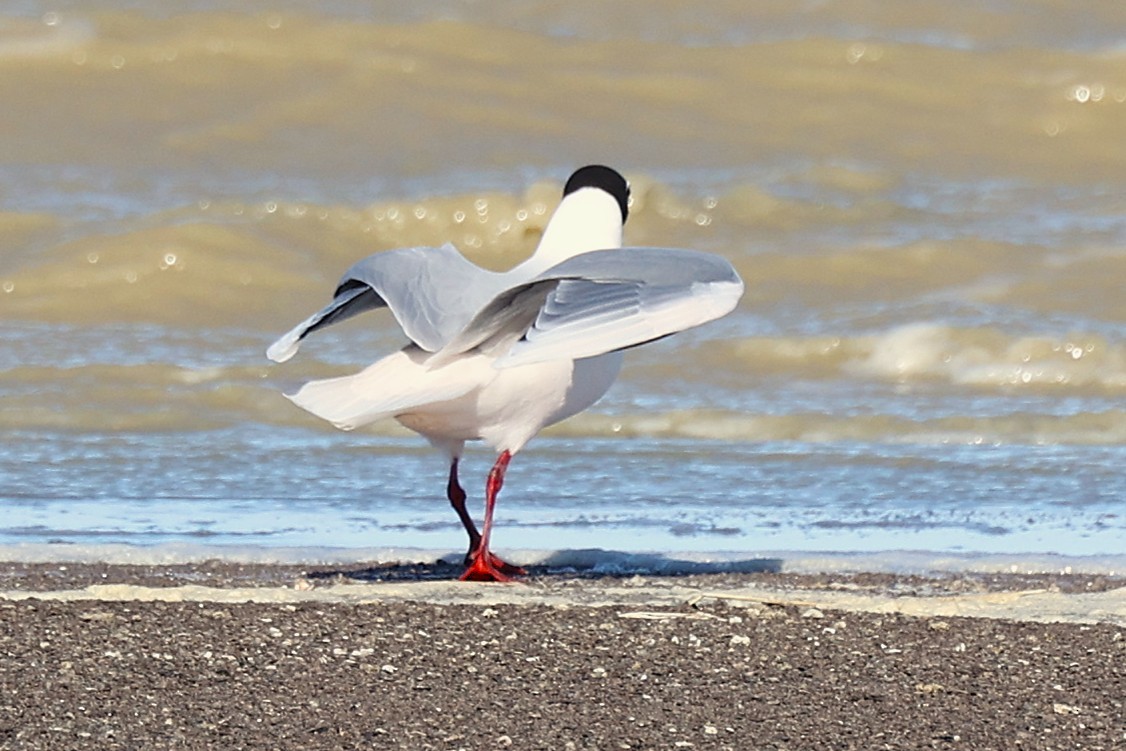 Brown-hooded Gull - ML644224140