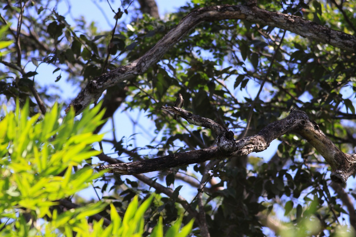 Olive-sided Flycatcher - ML644224141