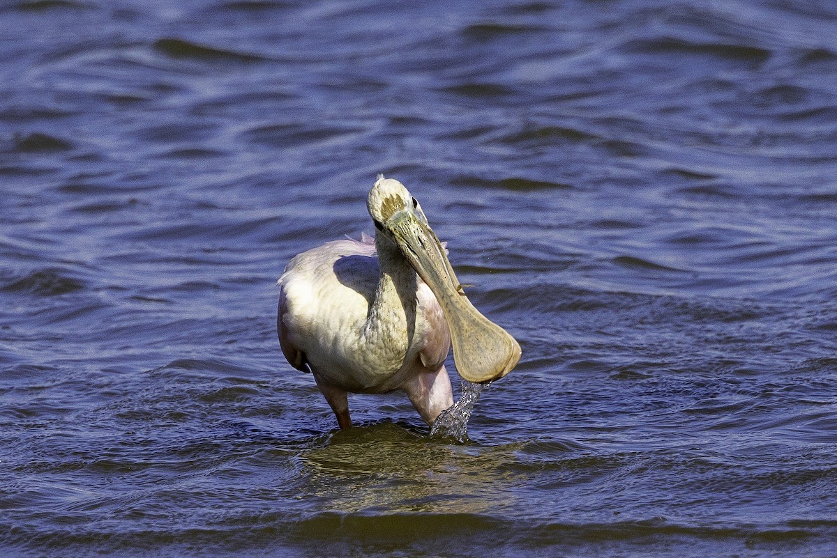 Roseate Spoonbill - ML644224147