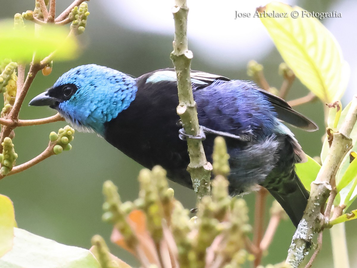 Blue-necked Tanager - ML644224148