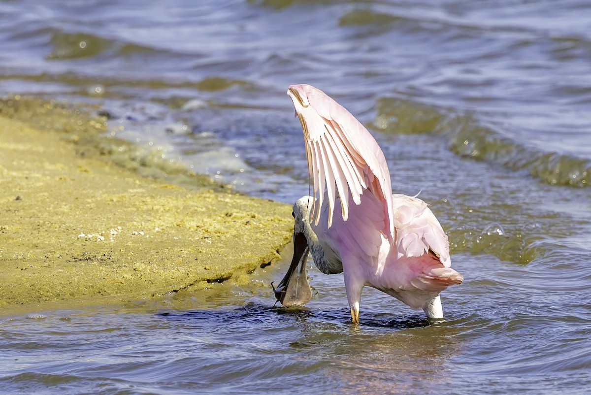 Roseate Spoonbill - ML644224152