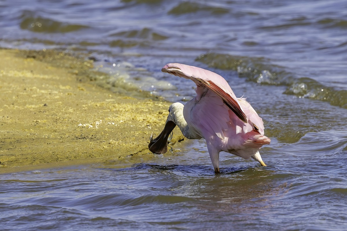 Roseate Spoonbill - ML644224153