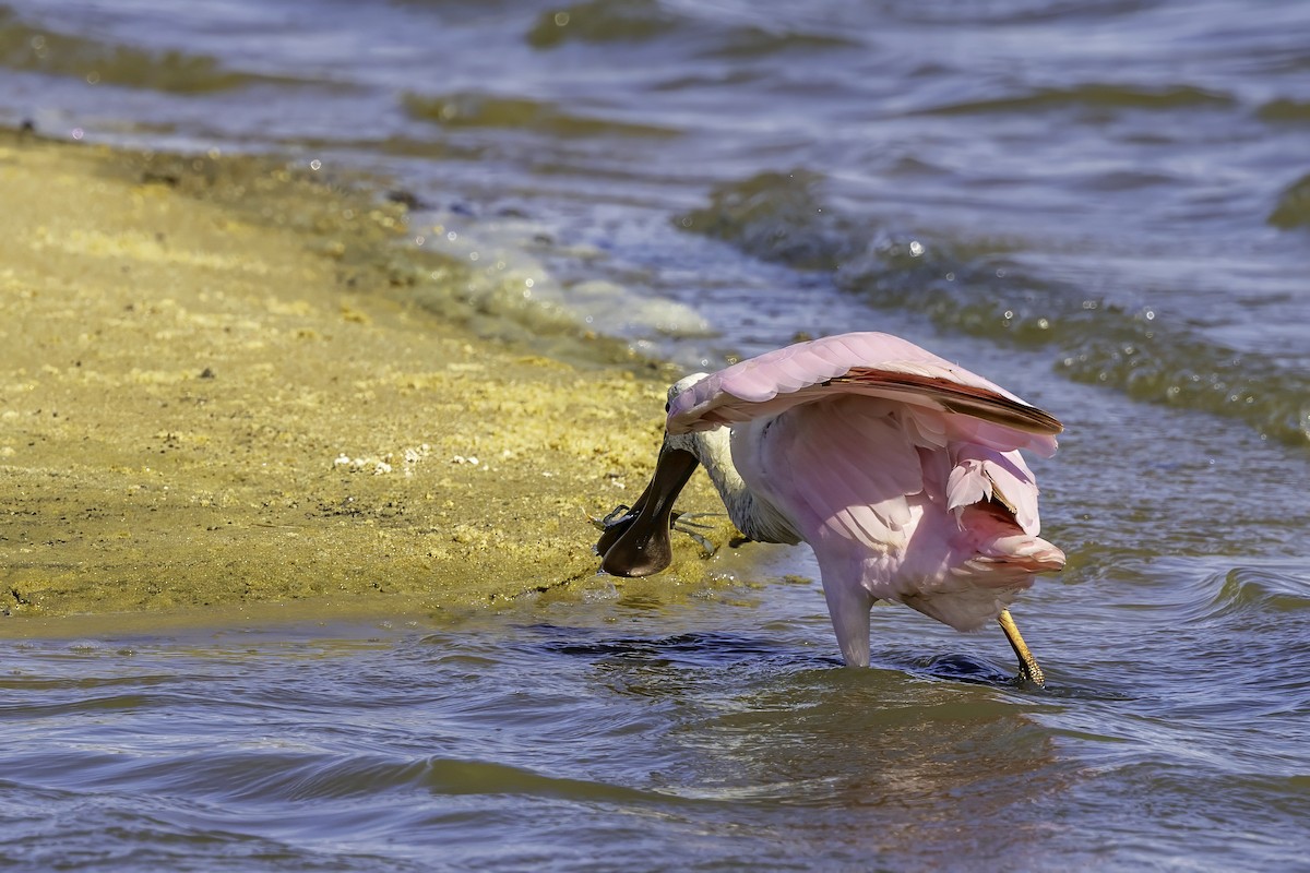 Roseate Spoonbill - ML644224158