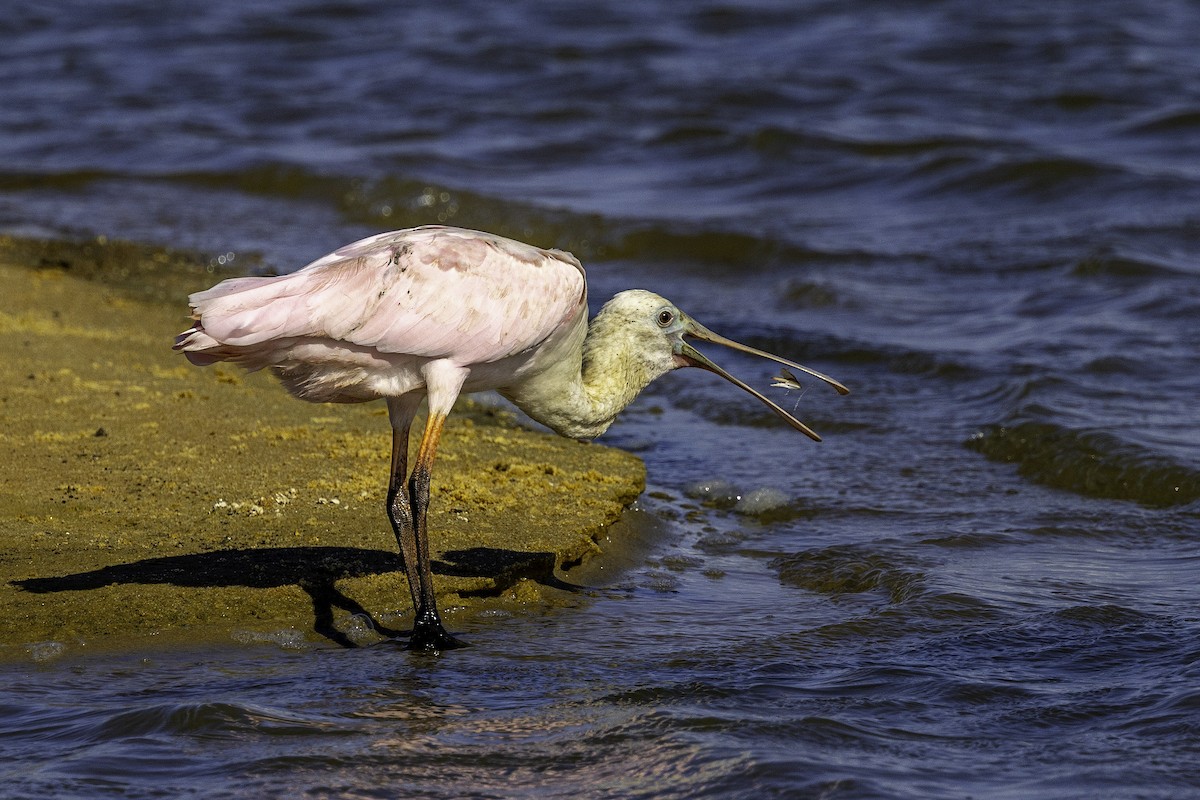 Roseate Spoonbill - ML644224169
