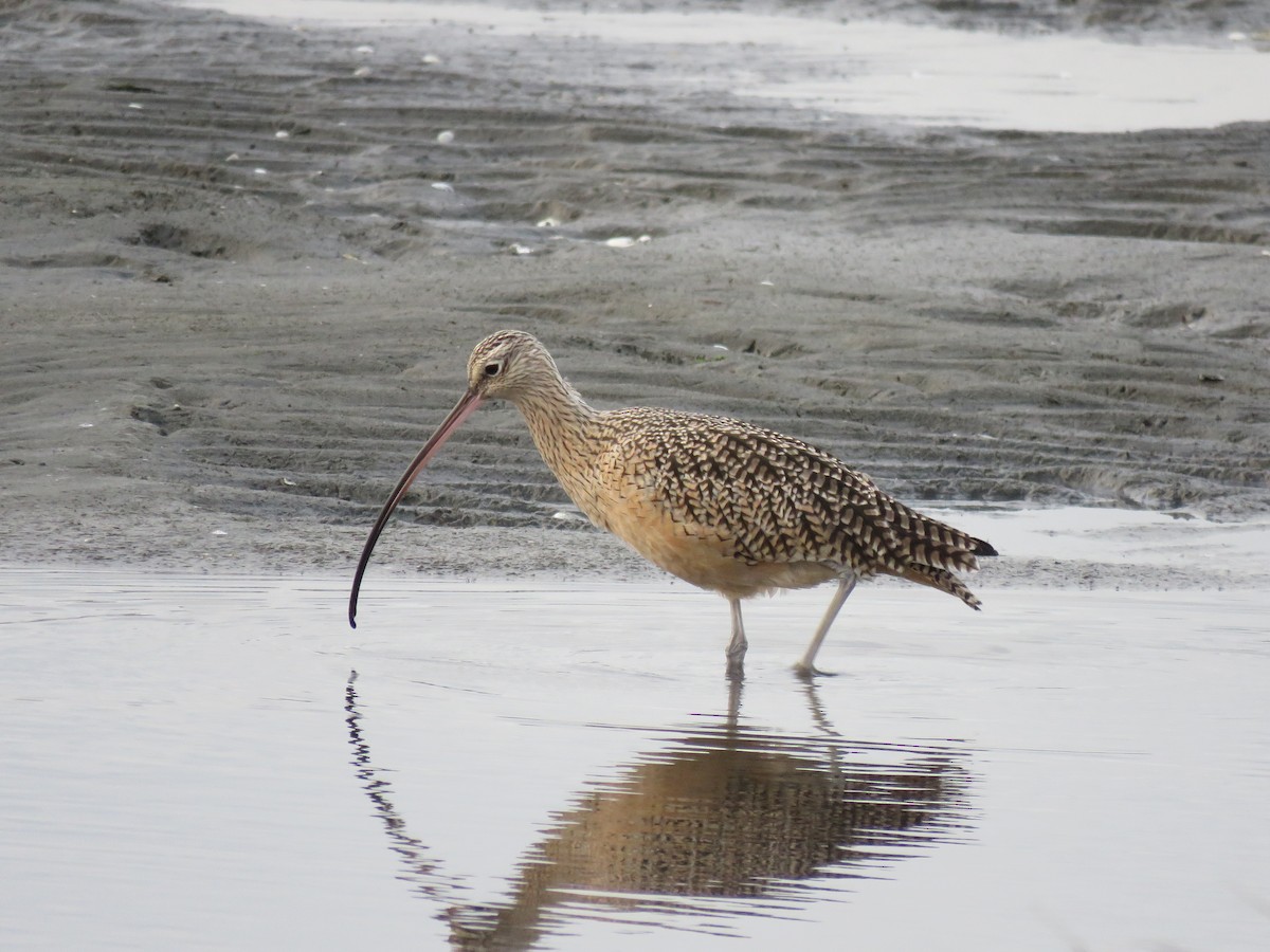 Long-billed Curlew - ML644224203