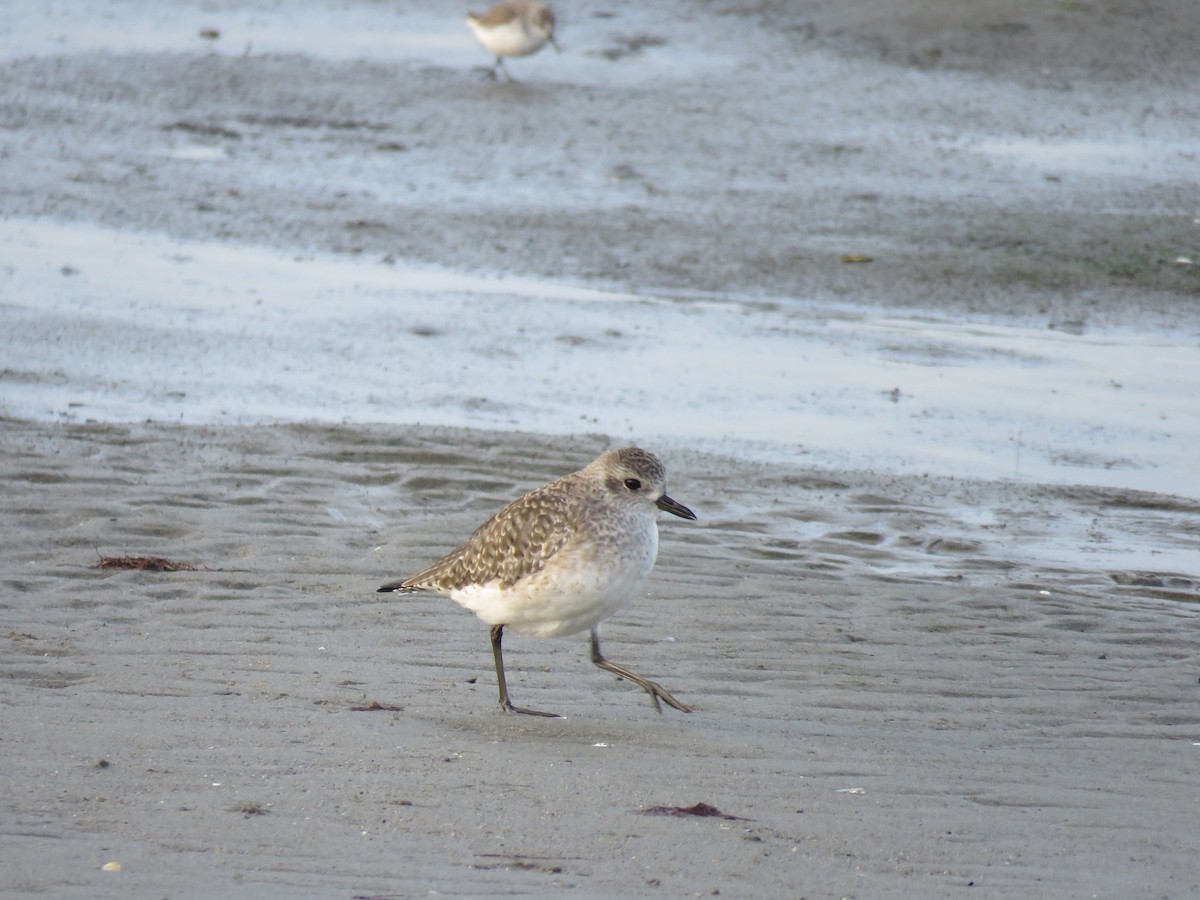 Black-bellied Plover - ML644224211