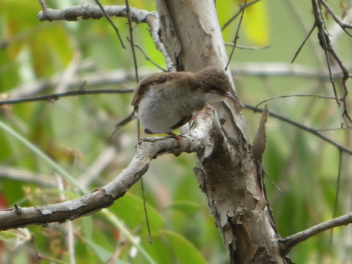 Brown-backed Honeyeater - ML644224223