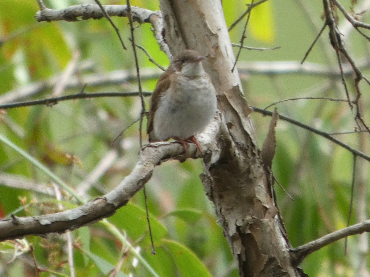 Brown-backed Honeyeater - ML644224224
