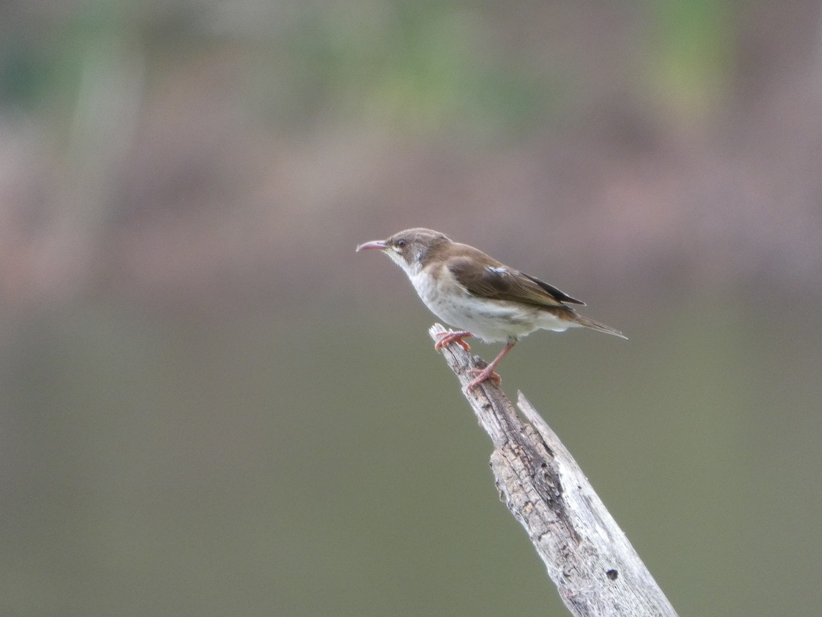 Brown-backed Honeyeater - ML644224225