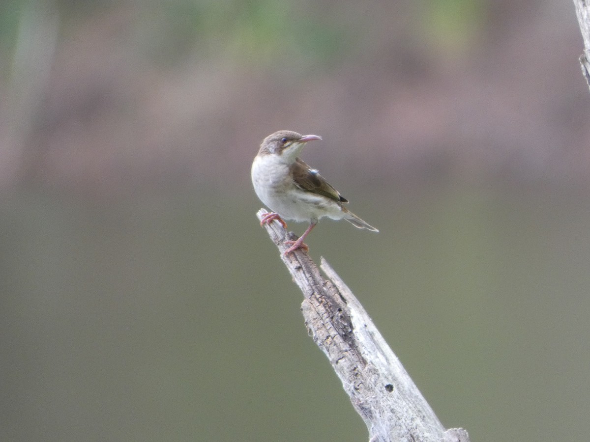 Brown-backed Honeyeater - ML644224226