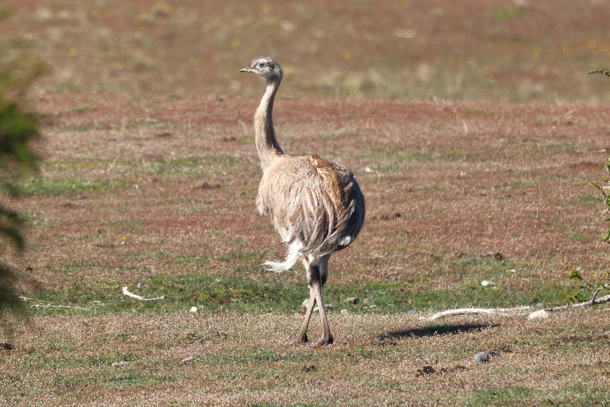 Lesser Rhea - ML644224257