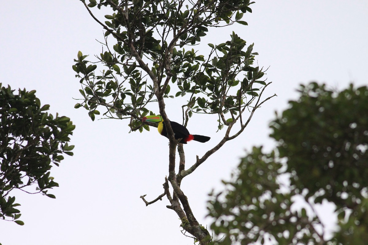 tukan středoamerický - ML644224261