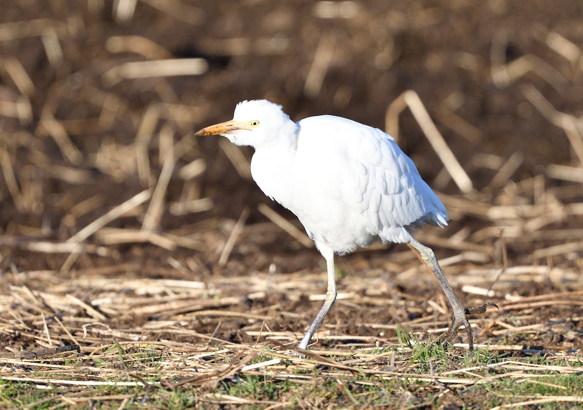 Western Cattle-Egret - ML644224266