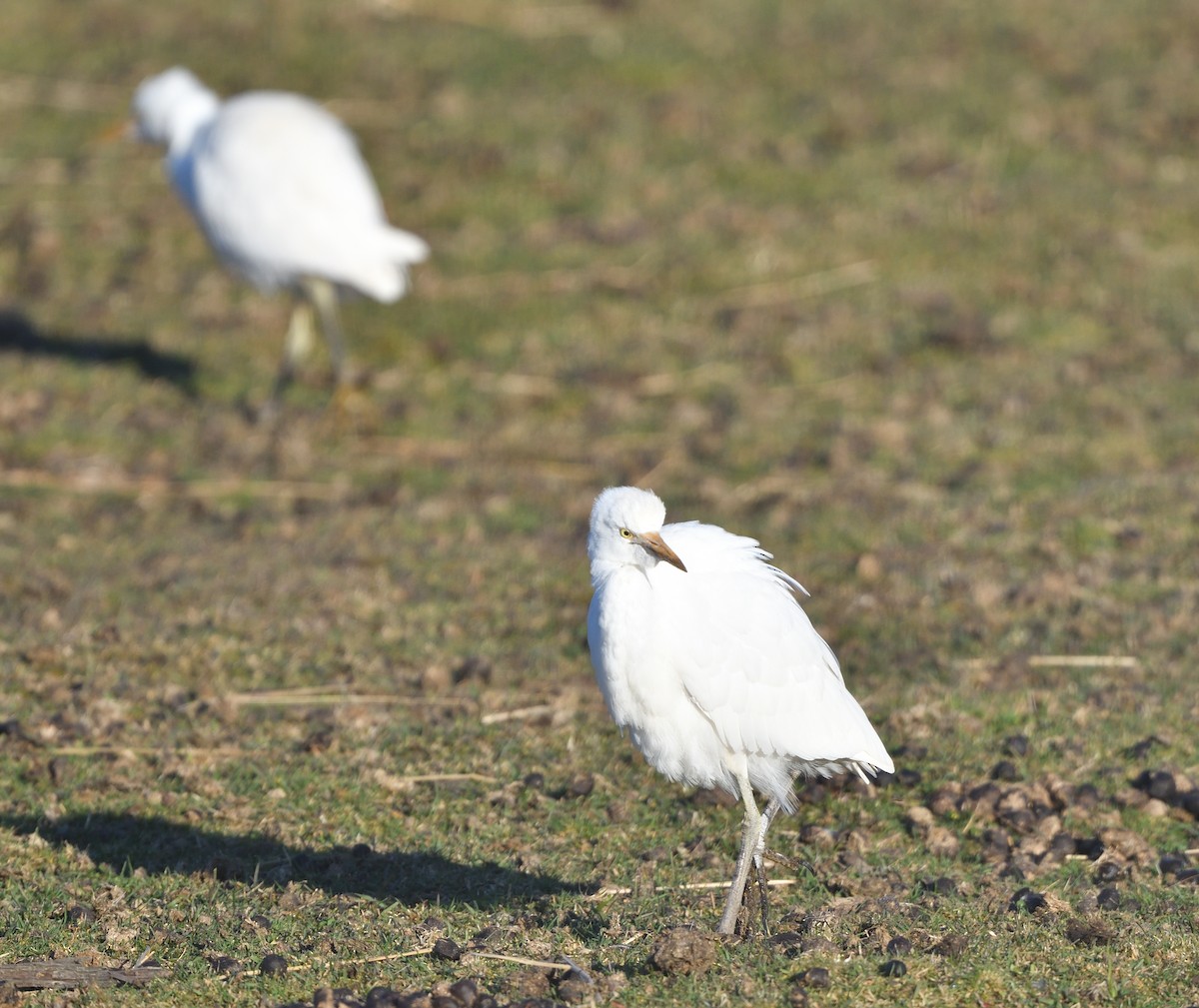 Western Cattle-Egret - ML644224267