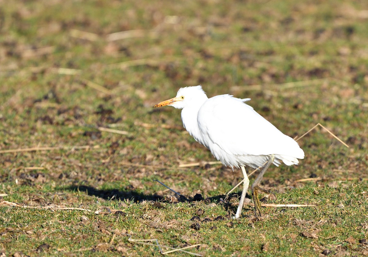 Western Cattle-Egret - ML644224268
