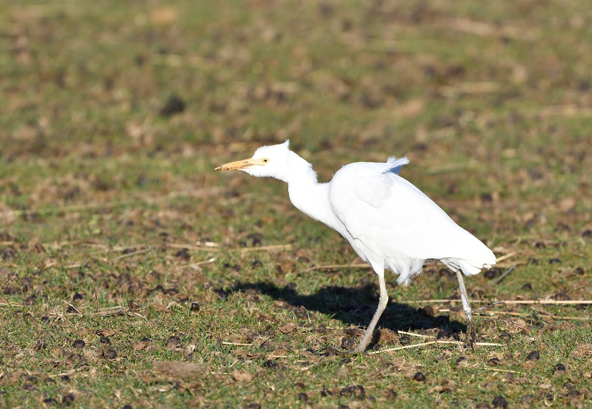 Western Cattle-Egret - ML644224269