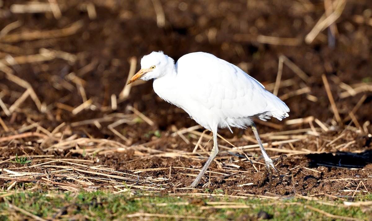 Western Cattle-Egret - ML644224270