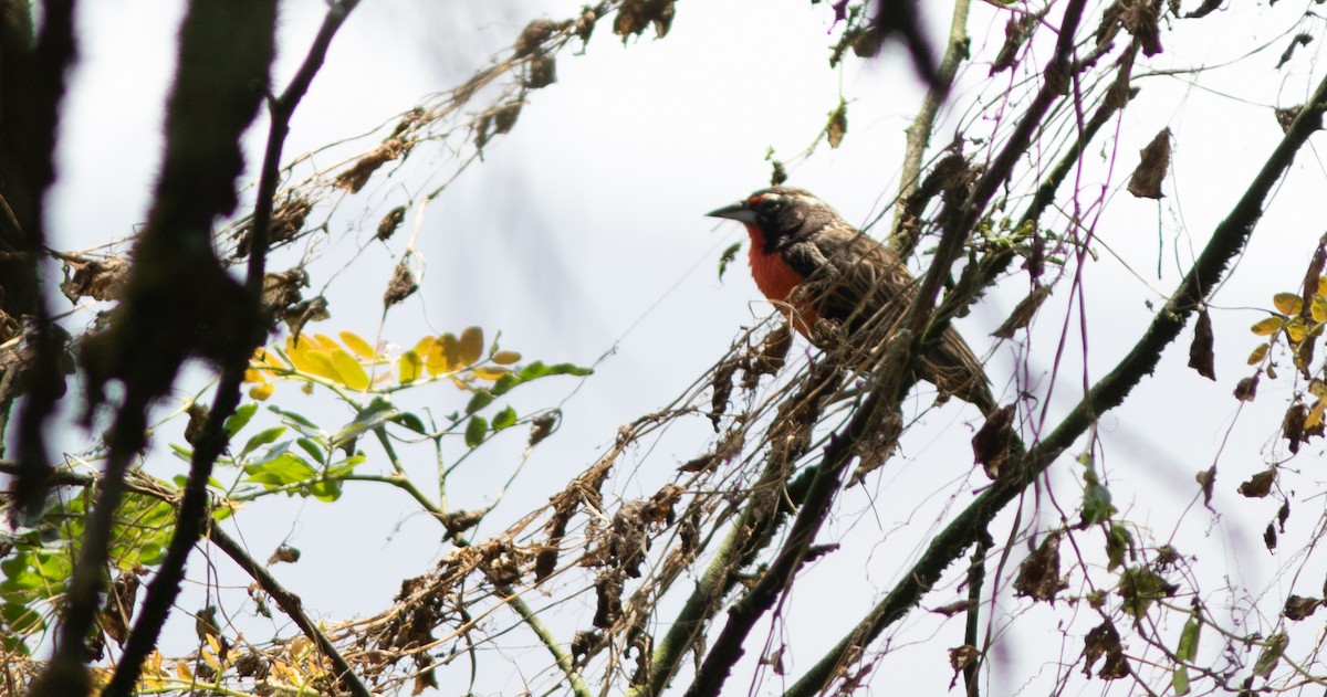 Peruvian Meadowlark - ML644224274