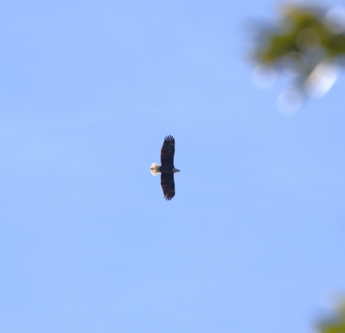 Bald Eagle - ML644224275
