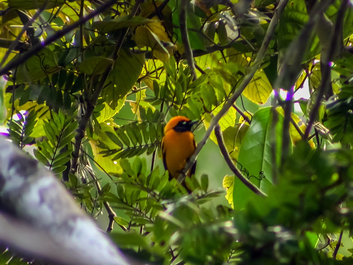 Golden Monarch - ML644224277