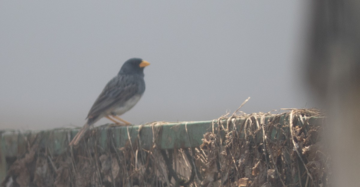 Band-tailed Sierra Finch - ML644224292