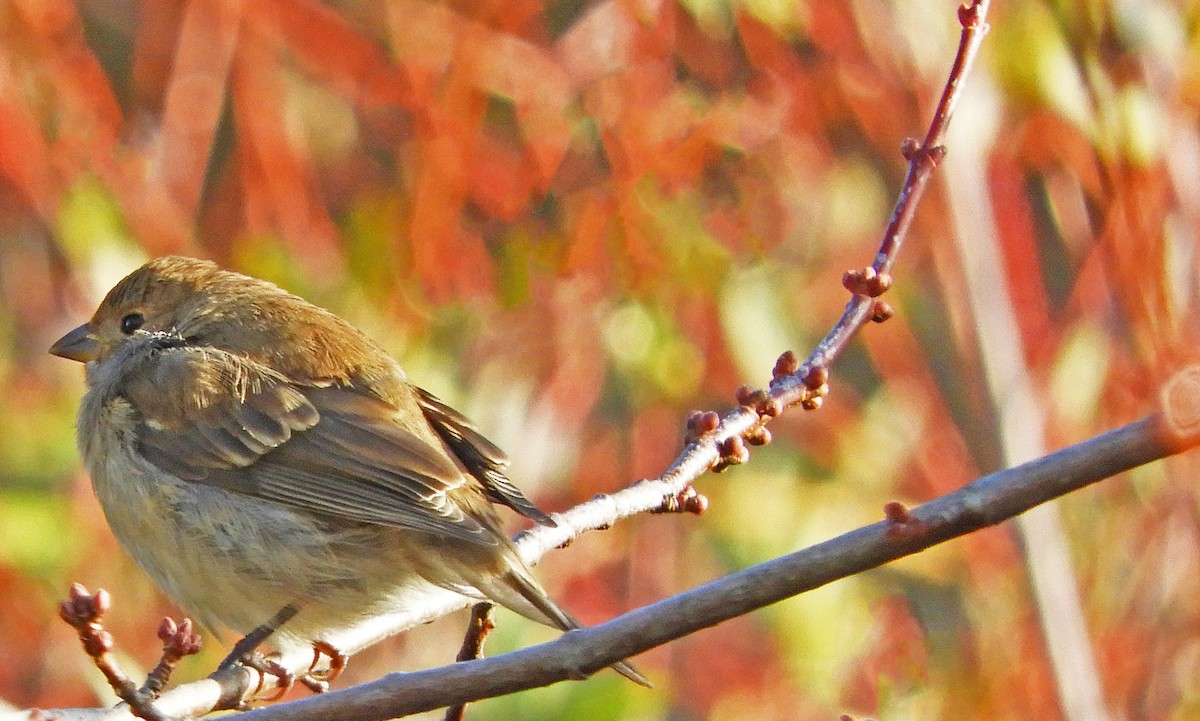 Indigo Bunting - ML644224297