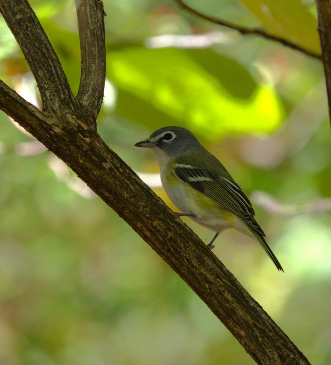 Blue-headed Vireo - ML644224299