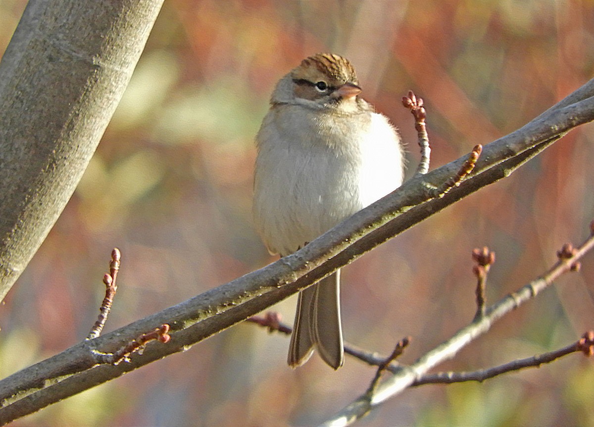 Chipping Sparrow - ML644224310