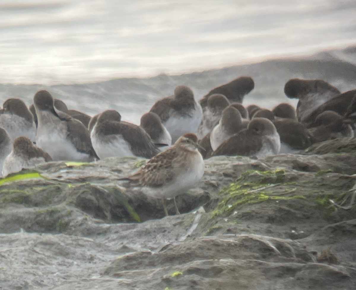 Sharp-tailed Sandpiper - ML644224316