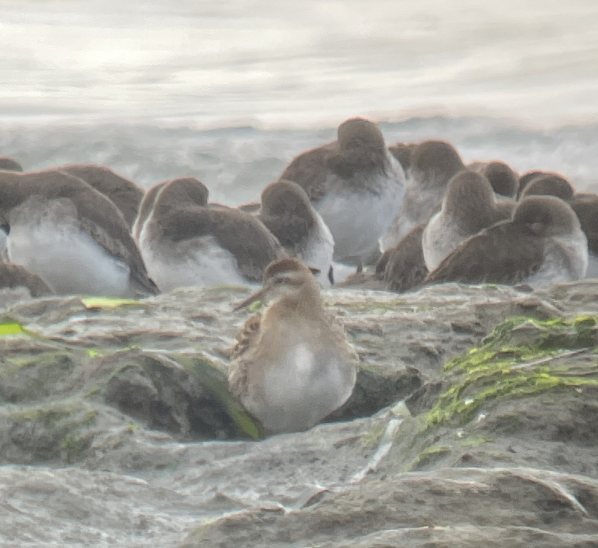 Sharp-tailed Sandpiper - ML644224323