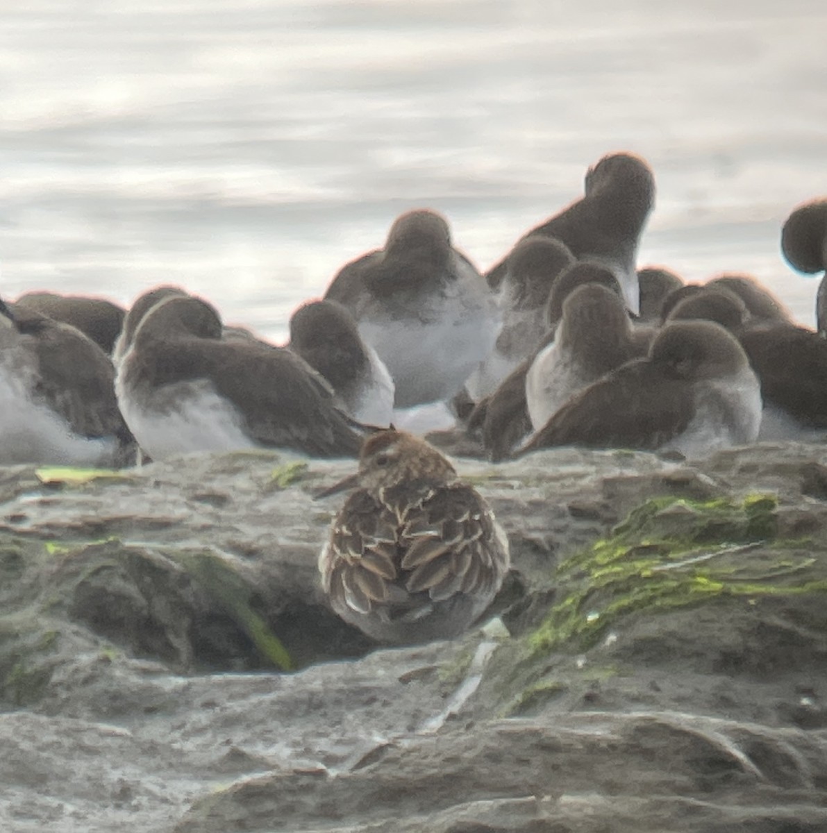 Sharp-tailed Sandpiper - ML644224328