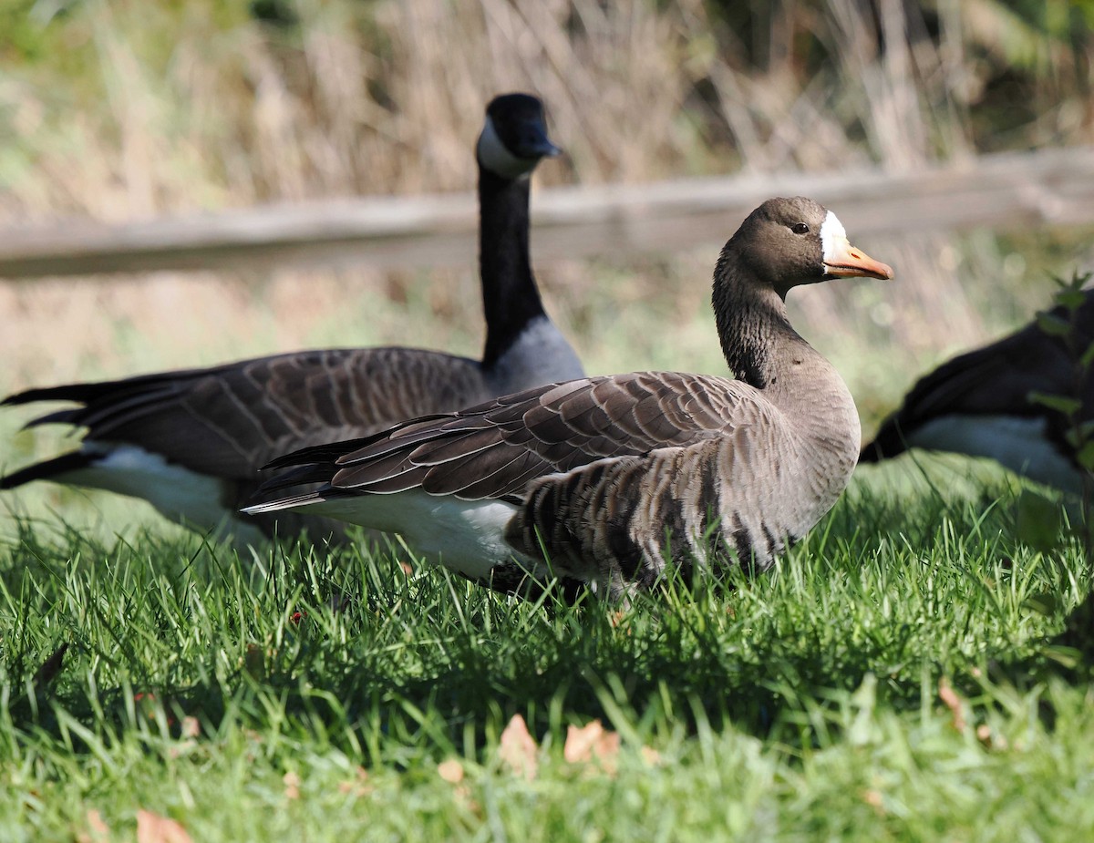 Oie rieuse - ML644224344