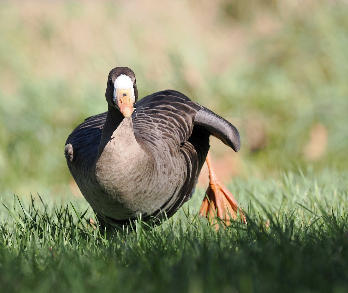 Oie rieuse - ML644224345