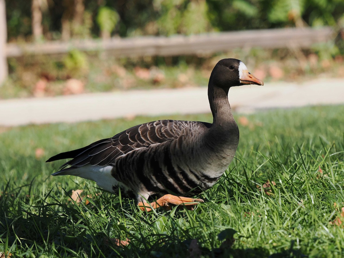 Oie rieuse - ML644224346