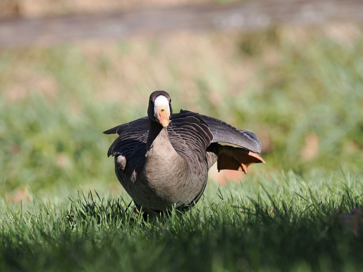 Oie rieuse - ML644224347