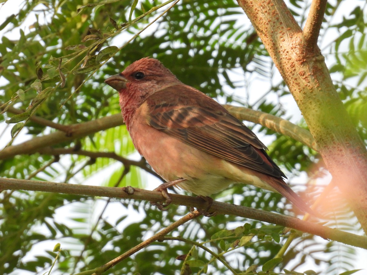 Camachuelo Carminoso - ML644224348