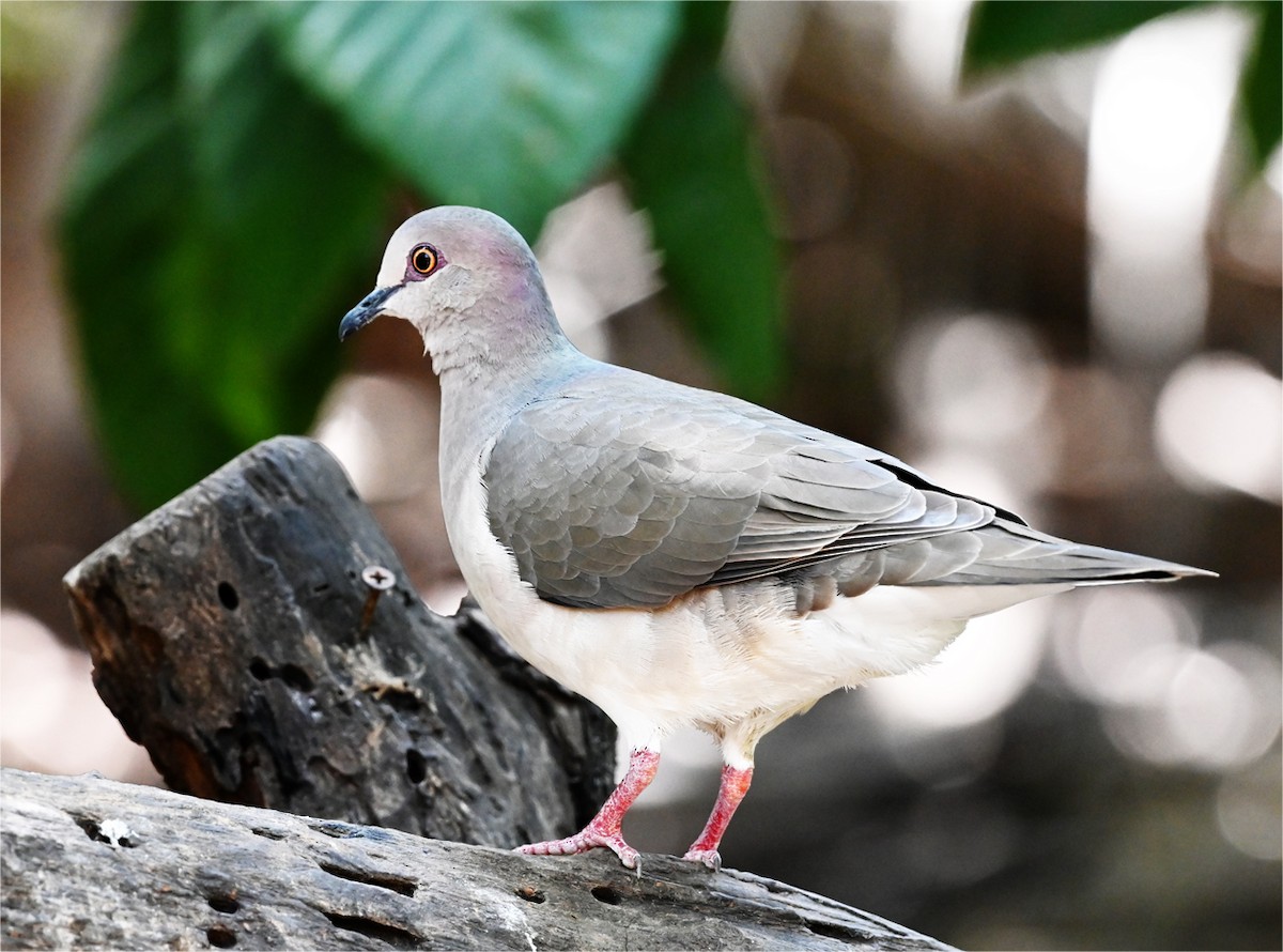 White-tipped Dove - ML644224351