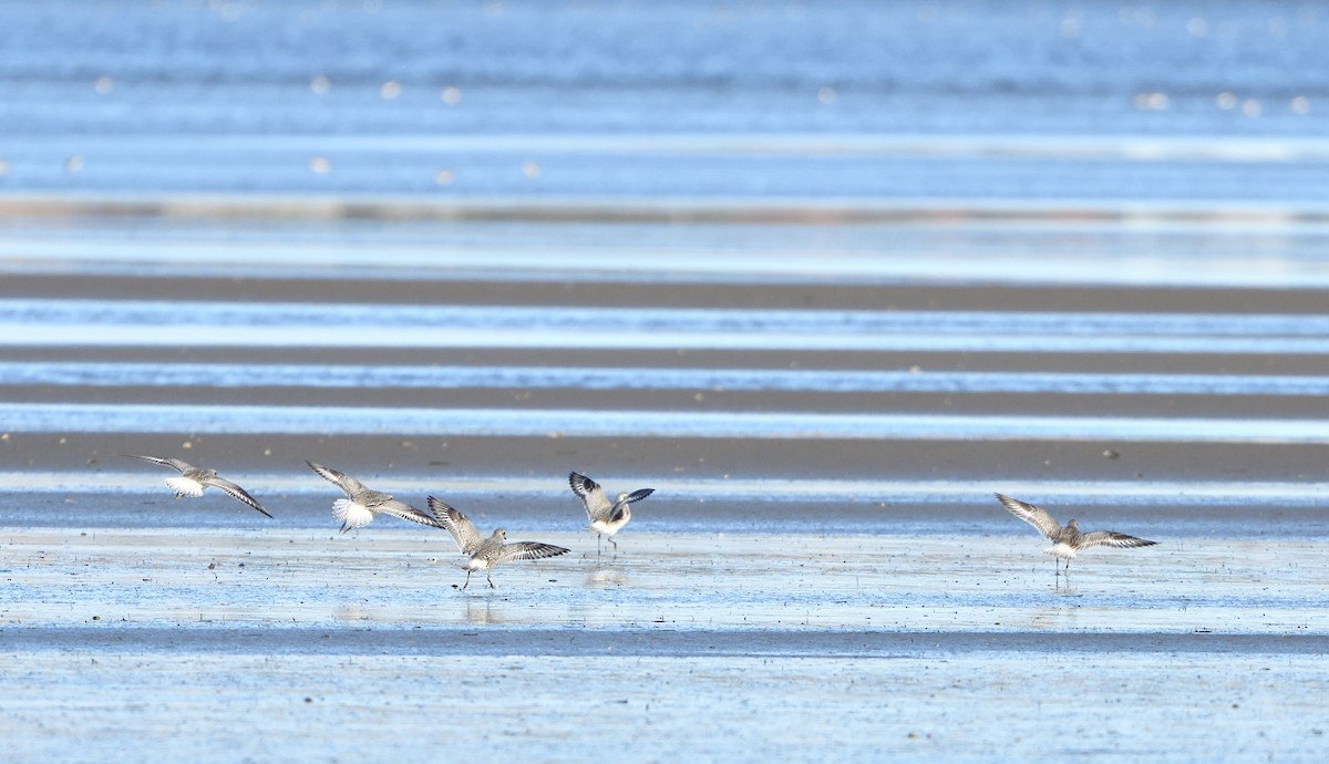 Black-bellied Plover - ML644224353