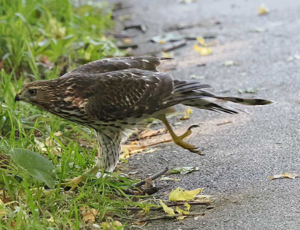 Épervier de Cooper - ML644224366