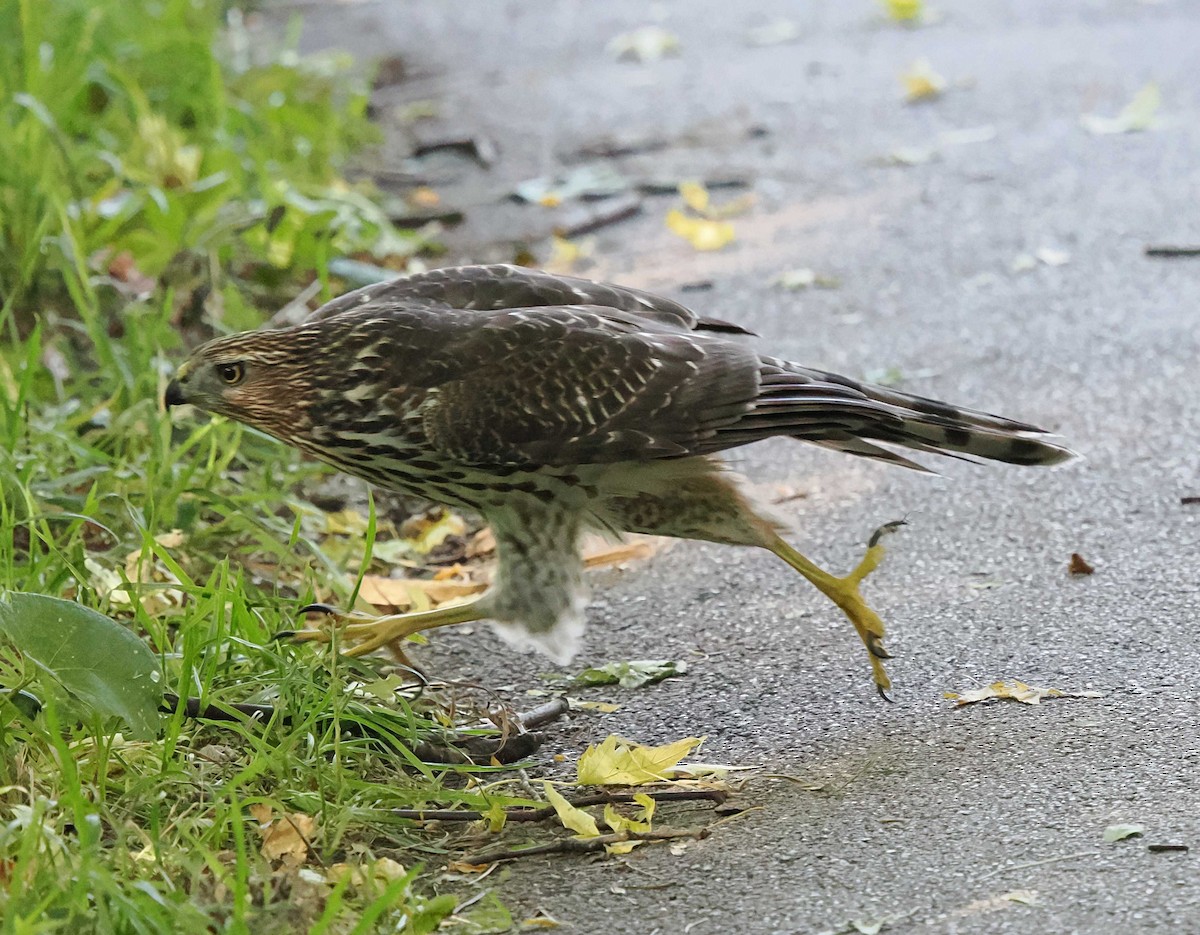 Épervier de Cooper - ML644224367
