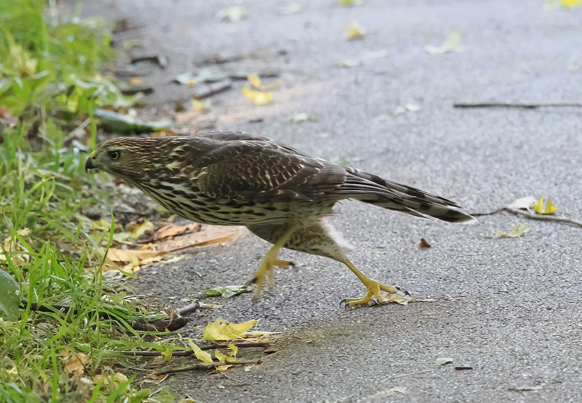 Épervier de Cooper - ML644224368