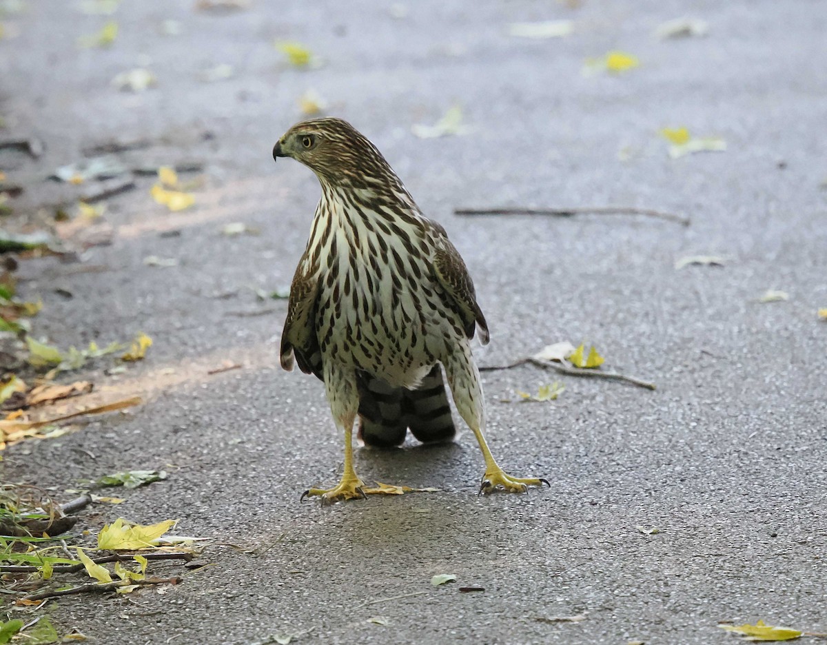 Épervier de Cooper - ML644224369