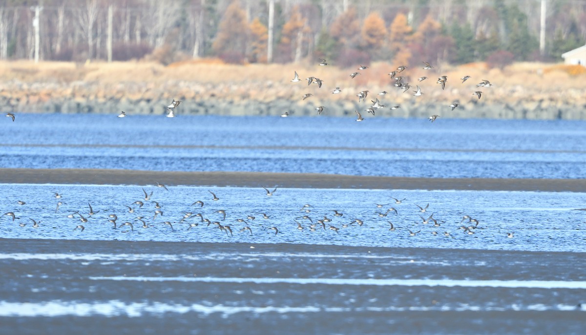 White-rumped Sandpiper - ML644224370