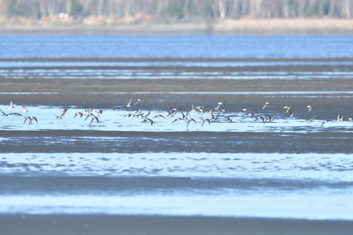 White-rumped Sandpiper - ML644224371