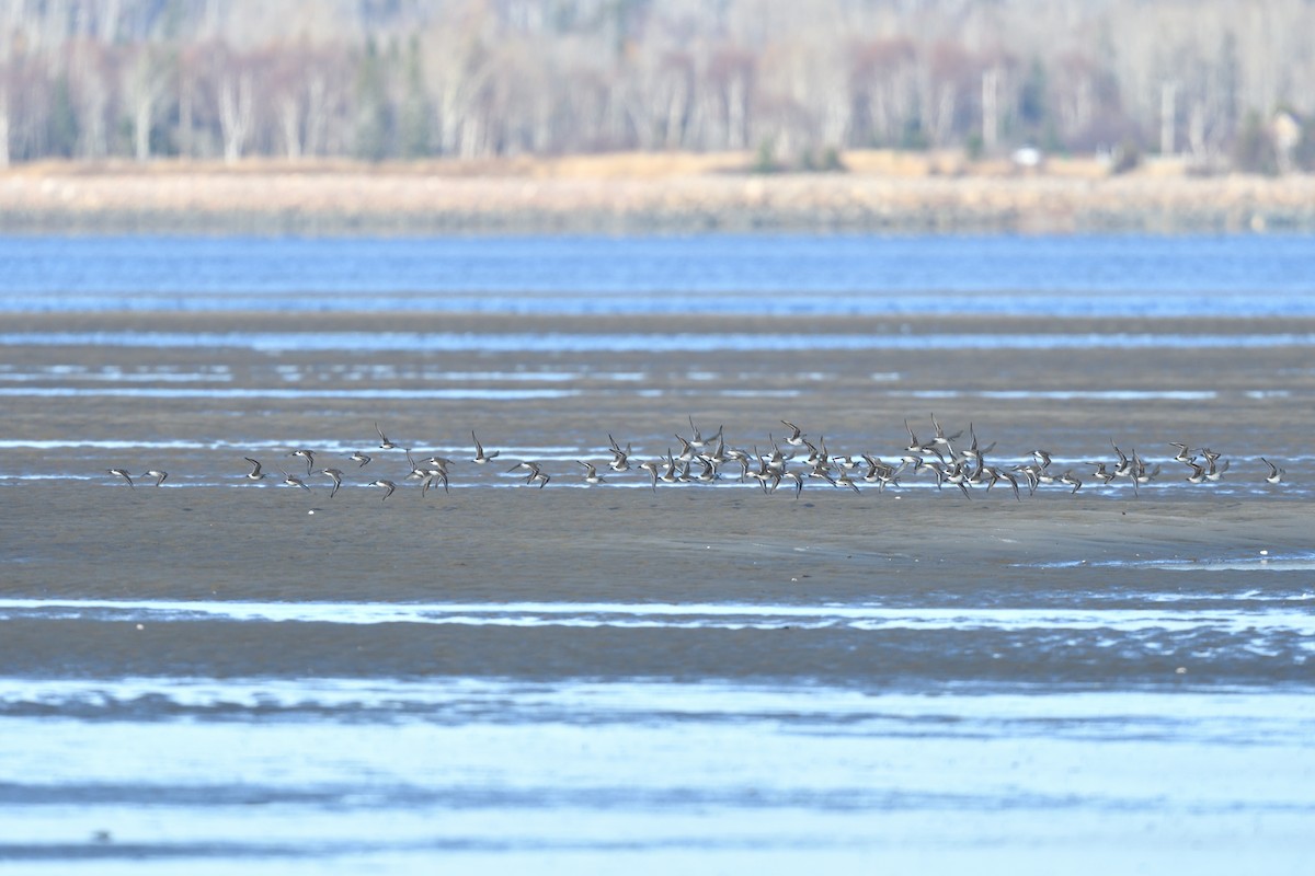 White-rumped Sandpiper - ML644224372