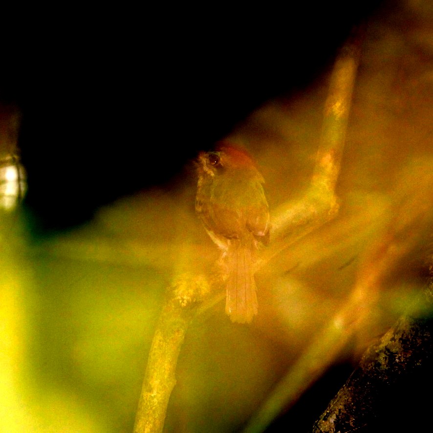 Tody Motmot - ML644224381