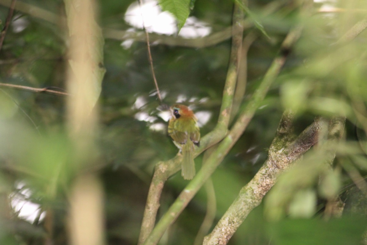 Tody Motmot - ML644224382