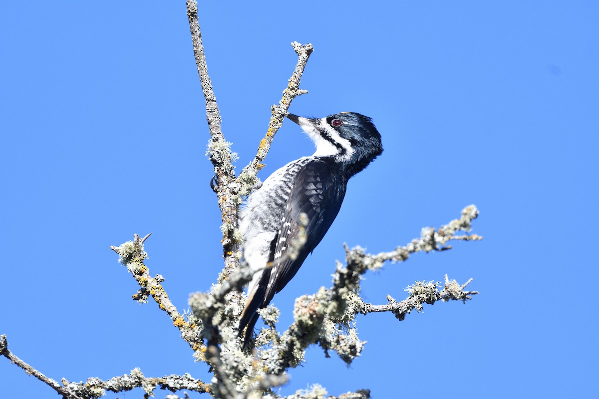 Black-backed Woodpecker - ML644224384